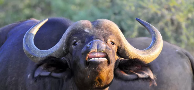 A 50-year-old man attacked and killed by a Buffalo in Lephalale
