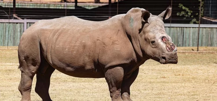 Rhino poachers arrested in Phalaborwa