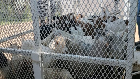 26 goats impounded in Mpumalanga