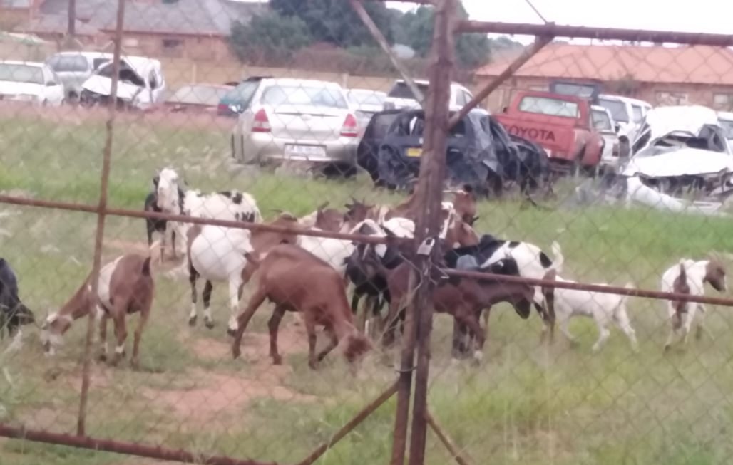 37 stolen goats recovered, four suspects arrested