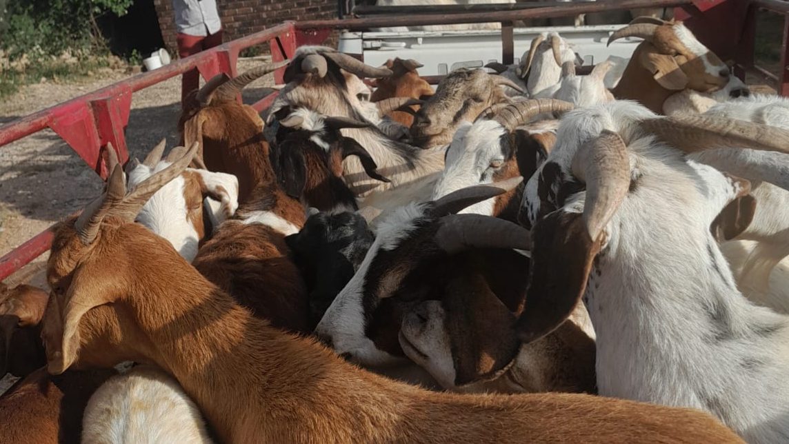 Stolen livestock recovered in Mokopane