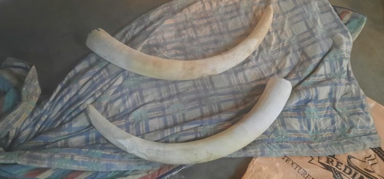Two alleged poachers arrested for selling elephant tusks 
