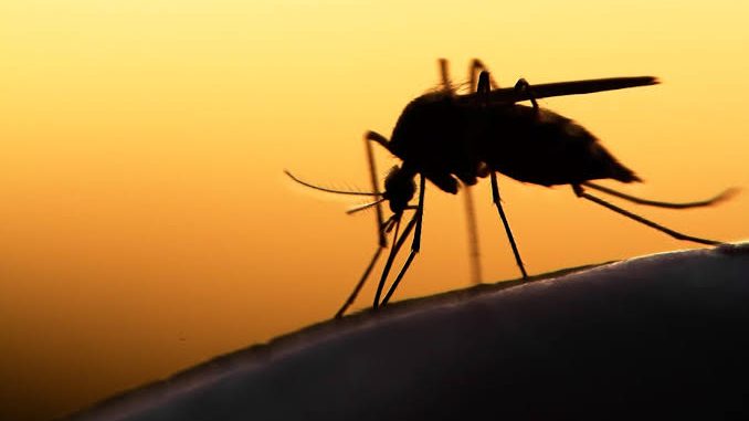 Malaria cases on the rise in Limpopo