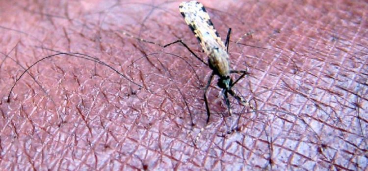 Malaria cases on the rise in Limpopo