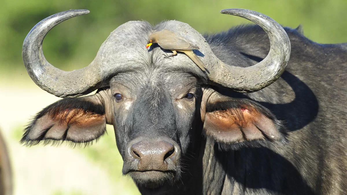 A 50-year-old man attacked and killed by a Buffalo in Lephalale