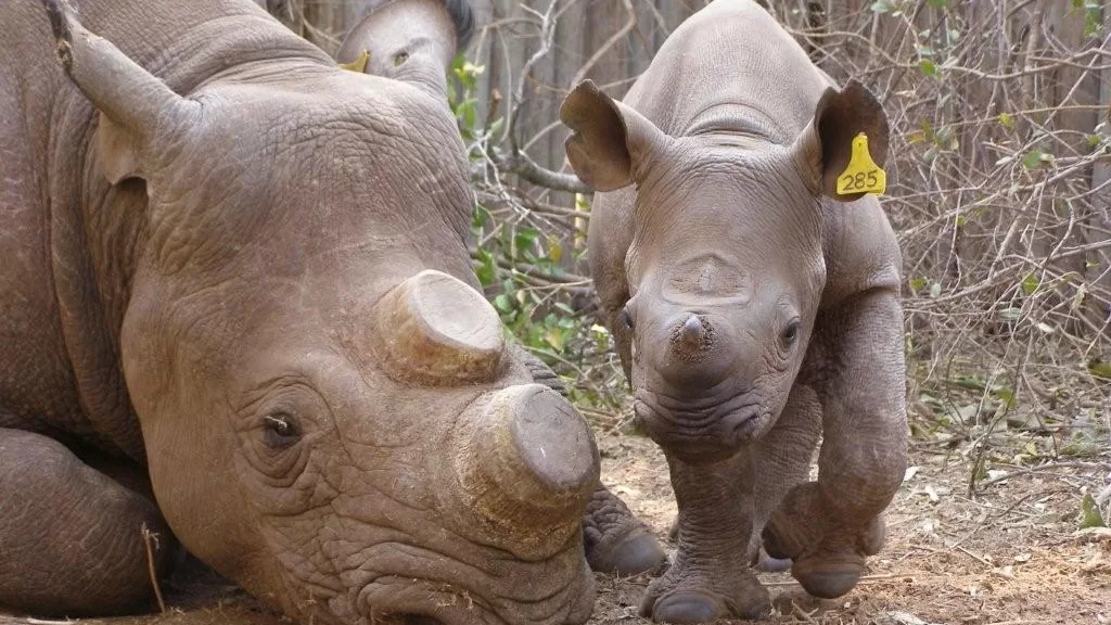 Phalaborwa Rhino poachers arrested 
