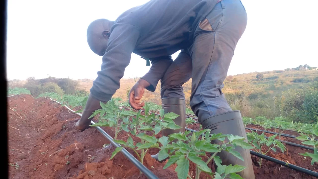 Young Limpopo farmer carrying solutions to high demand for vegetables