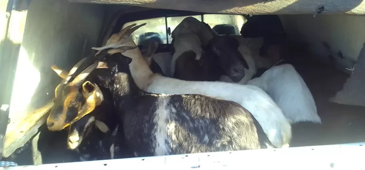 Sekhukhune Livestock thief caught with 16 stolen goats 